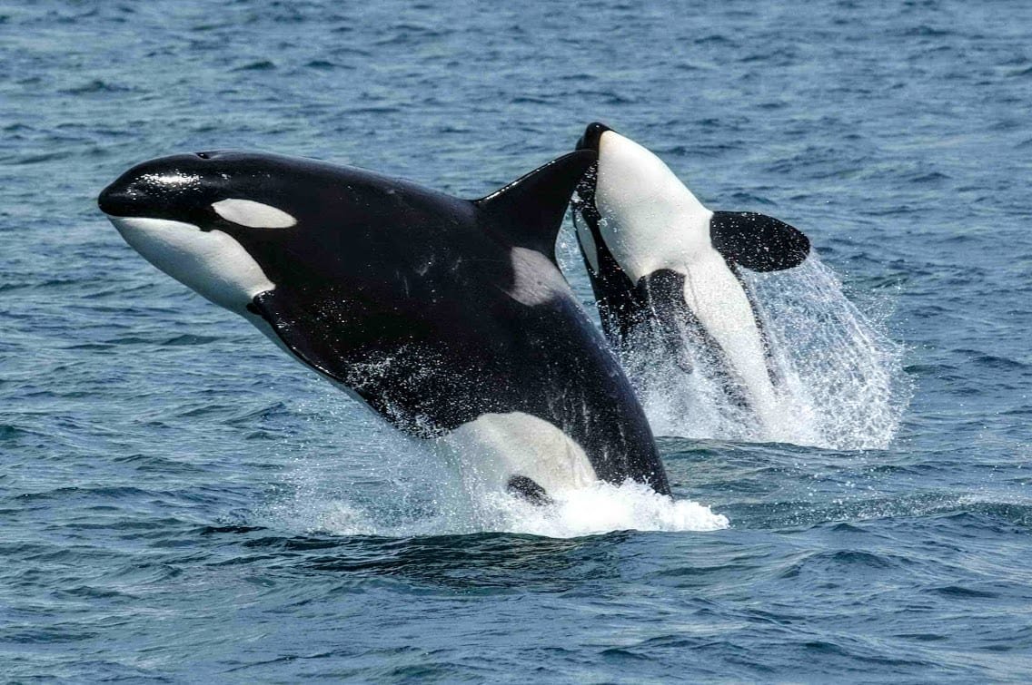 Manifestation contre la captivité des mammifères marins ce dimanche 12 juillet
