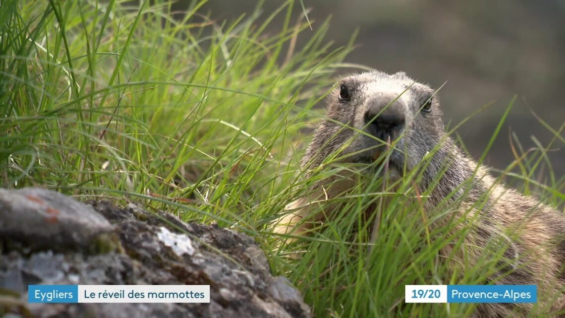 Réveil printanier des marmottes aux abords de la forteresse de Mont