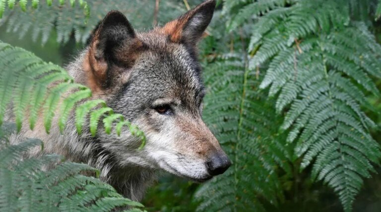 Mort de la louve Pomme : France nature environnement et l’Office français de la biodiversité