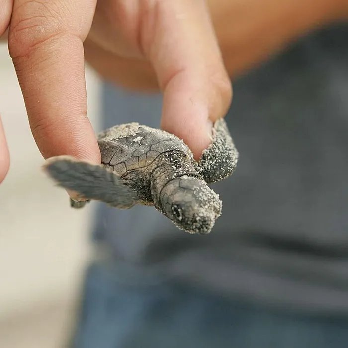 Sauvés d’une inondation, des dizaines de bébés tortues caouannes rejoignent la mer sains et saufs (Ouest-France)