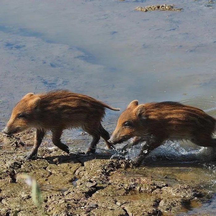 Un sanglier et ses deux marcassins s’invitent sur une plage du Var en plein jour (Ouest-France)