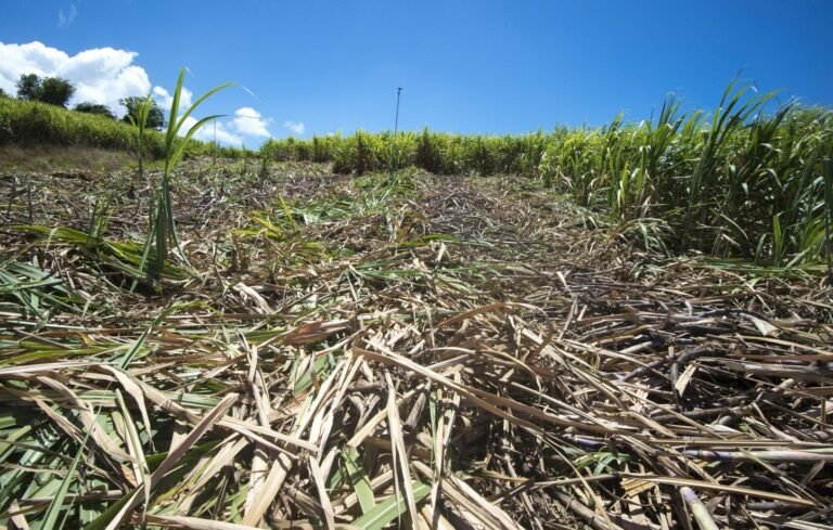 Antilles : En Guadeloupe, la sécheresse met en péril la future récolte de canne à sucre