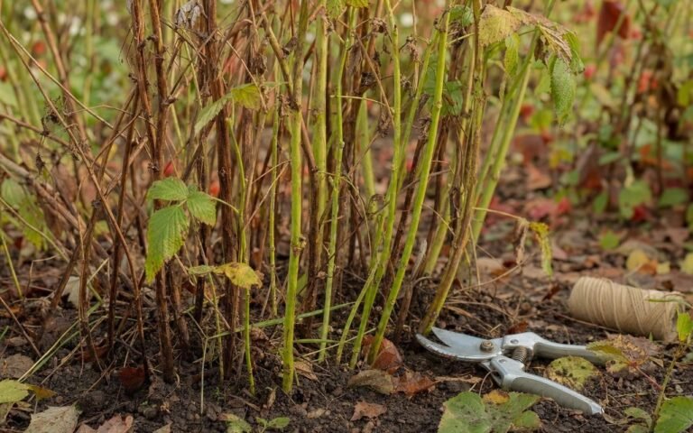 Framboisiers : l’astuce visuelle du « gris ou vert » pour tailler sans se tromper et avoir des fruits géants en juin