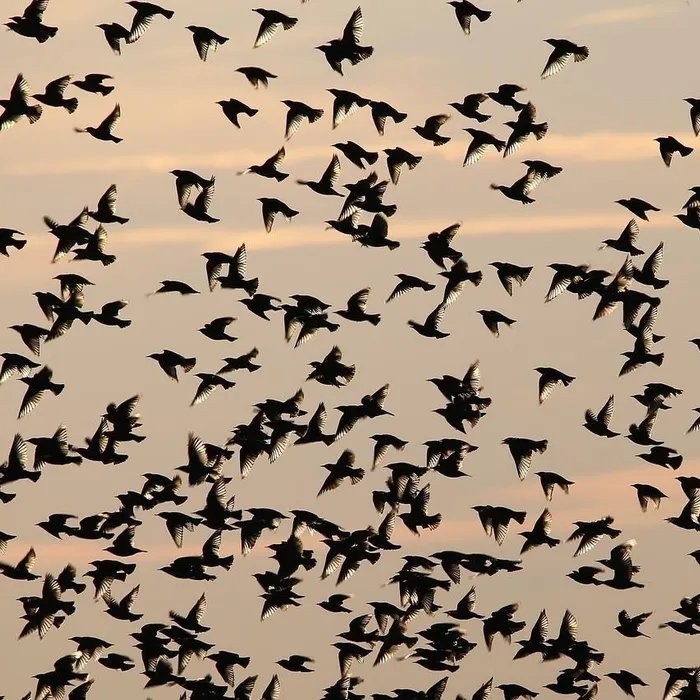 Une association réclame l’interdiction de la chasse au canard autour d’un site naturel du Var où vivent 7 300 oiseaux (Ouest-France)