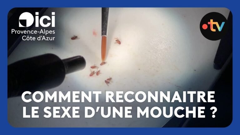 Comment différencier une mouche mâle d’une mouche femelle ? C’est impossible à l’œil nu
