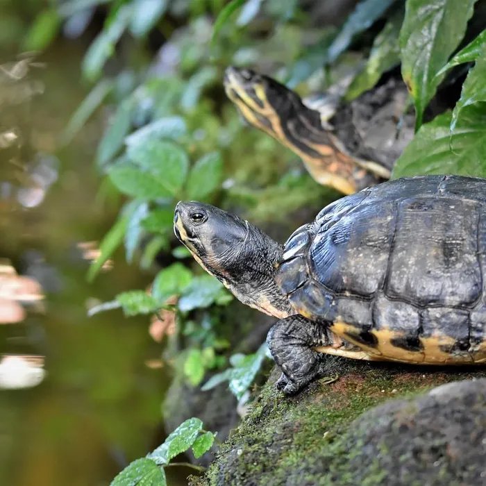 Elle vivait dans le Var il y a 150 millions d’années : une nouvelle espèce de tortue marine a été découverte (Ouest-France)