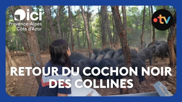 Le retour de l’élevage du cochon noir des collines provençales