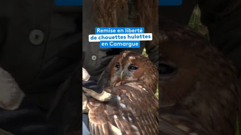 Remise en liberté de chouettes hulottes en Camargue