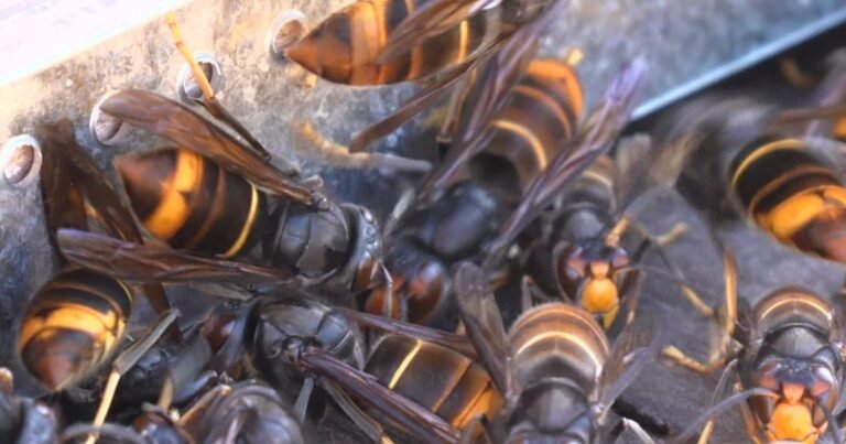 VIDÉO – « Une décharge de 3 000 volts » : face au frelon asiatique, la harpe électrique au secours des apiculteurs cannois
